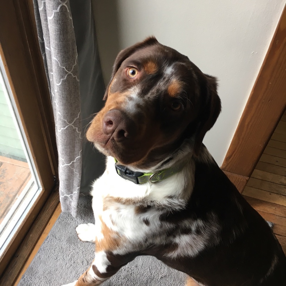 Meet your Posher, Reese